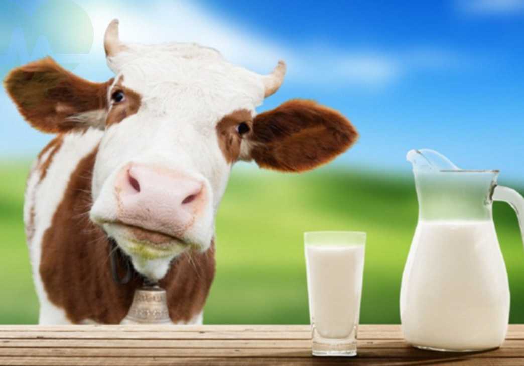 Sữa bò tươi nguyên chất